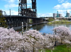 Portland cherry blossom
