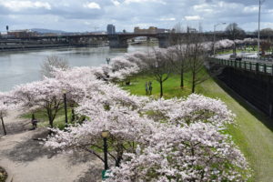 Portland cherry blossom