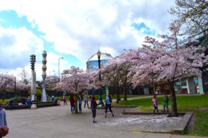 Portland cherry blossom