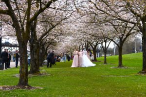 Portland cherry blossom