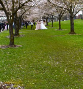Portland cherry blossom
