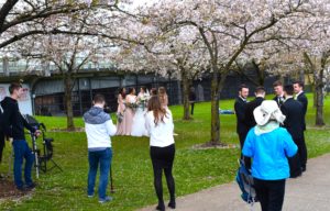 Portland cherry blossom