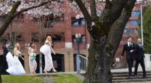 Portland cherry blossom