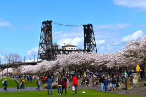 Portland cherry blossom
