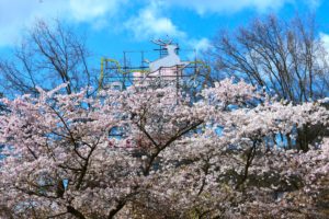 Portland cherry blossom