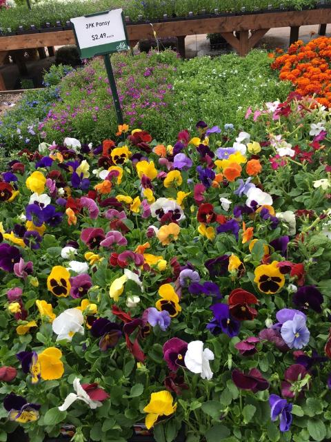 portland pansies