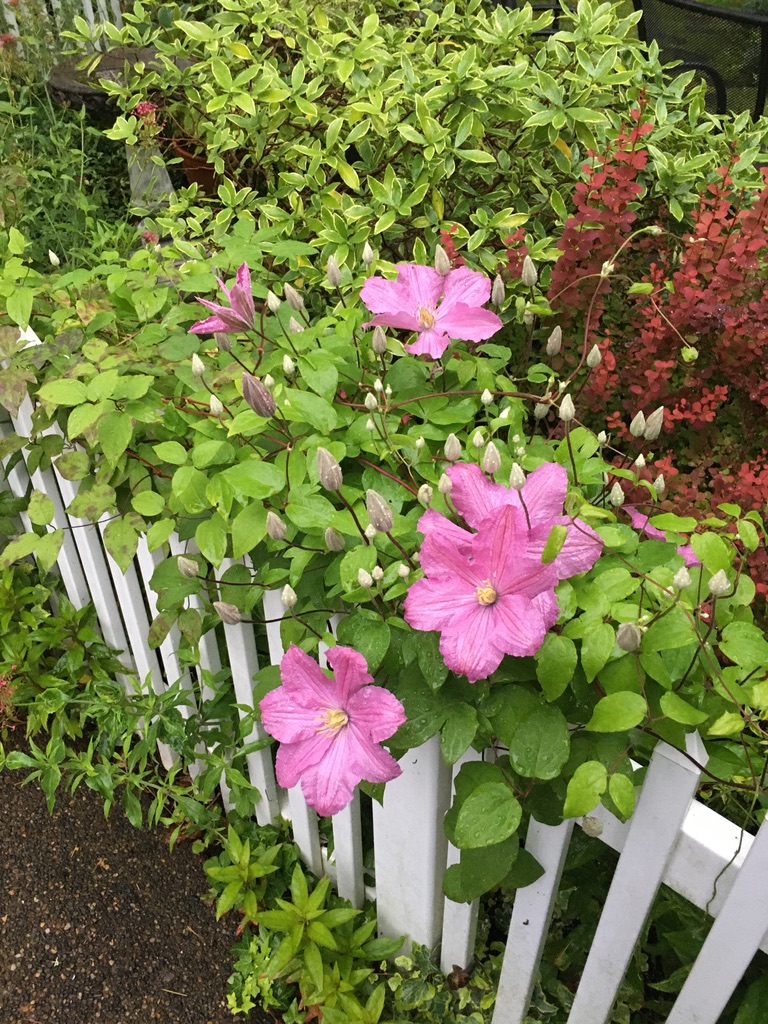 flowers celebrate